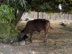 عجاله للبيع