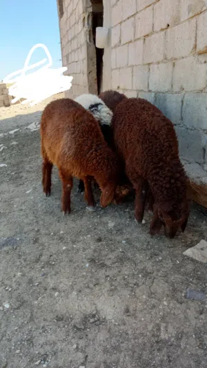 عبر لحم للبيع