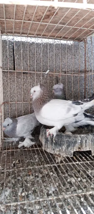 كوبية تاكلا
