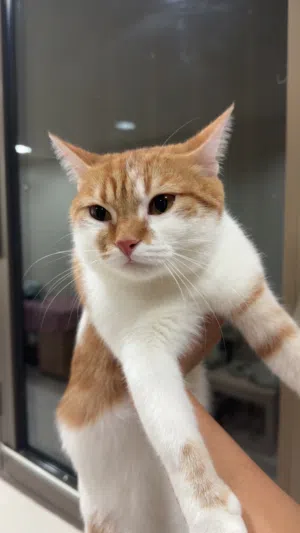 قطة كيوت للتبني
