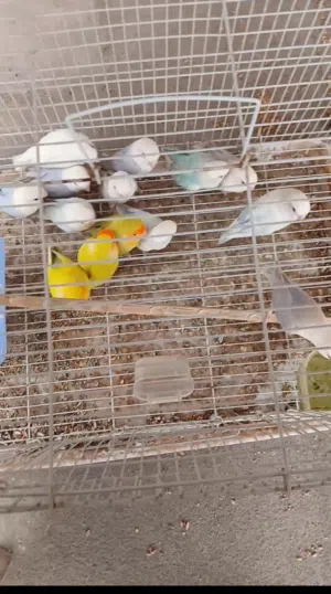 للبيع طيور لافبيرد صحه ونظافه