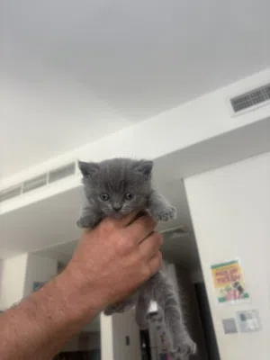 Gorgeous British Shorthair Kittens Available