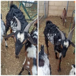 للبيع تيس جاهز بصحه ولون جميل