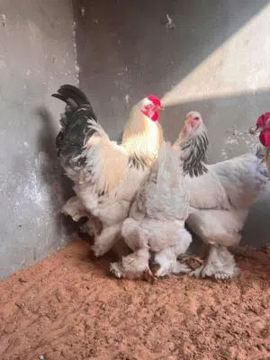 دجاج براهما العملاق للبيع