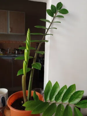 plant for your apartment