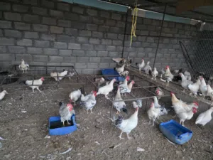 بيع دجاج الفرنسي الكولومبي