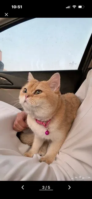 سكوتش ستريت انثى للبيع في الرياض