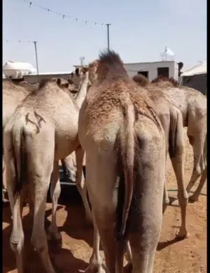 لضيافة تجمل وبيض الوجه حاشي جبر قعدان لحمها نضيف وكتير طيب  وأوزان طيبه