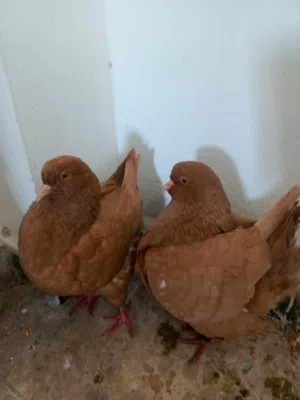 جوز كنج الماني نخب