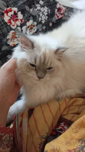 Himalayan Persian Cats (Male & Female) – Vaccinated – With Full Accessories