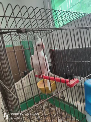 طائر كوكتيل وكناري للبيع