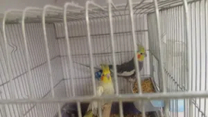 طيور كوكتيل وحب للبيع