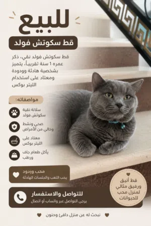 قط سكوتش فولد للبيع