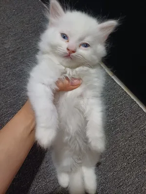 Persian3