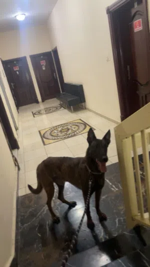 الكلب ذكر عمره سنه