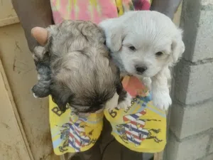 جراوى شيتزو  عمر شهر