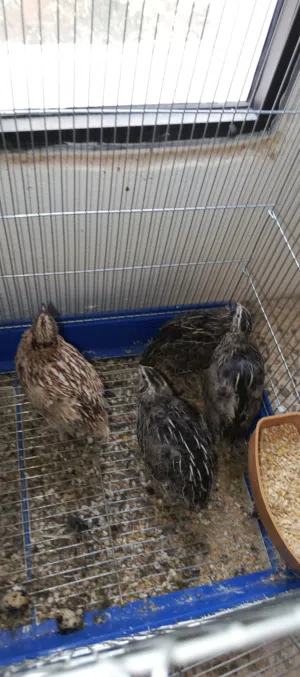 4 quails (adult)