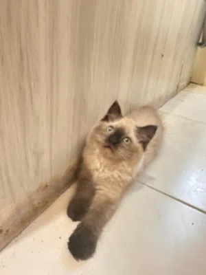 هملايا لعمر 75 يوم