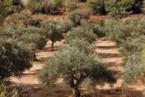 قطعه ارض تصنيف b قبال مصنع الموارد