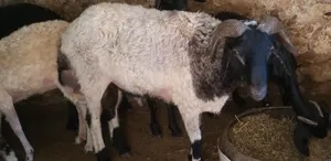 ‏غنم‏4