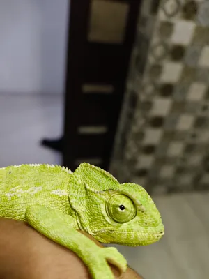 ‏سلاحف‏2
