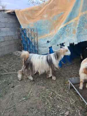 جدي طعيم للبيع