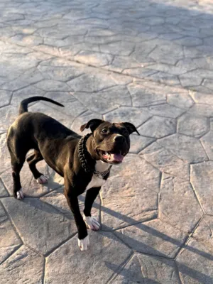 American Pit Bull Terrier ( apbt )