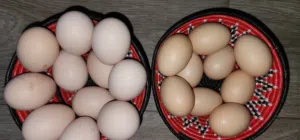 بيض دجاج براهما مخصب