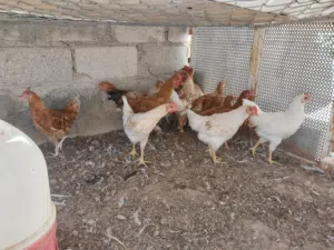 دجاج بلدي ولوهمان