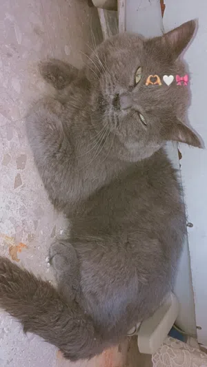 موجود قط بريطانيه