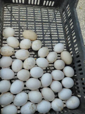 دجاج براهما وعربي