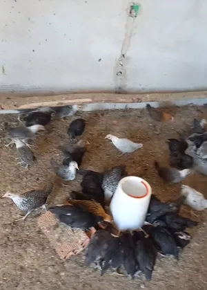 Chickens1