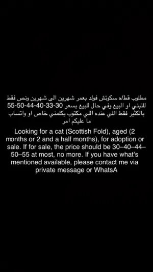 قط سكوتش فولد بعمر شهرين/شهرين ونص لتبني او بيع iwant scottish fold cat 2 month  2.5 month read down