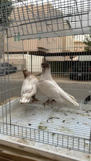 ازواج حب الرمان الوان صعبه