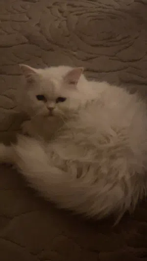 قطه للتبني شيرازي