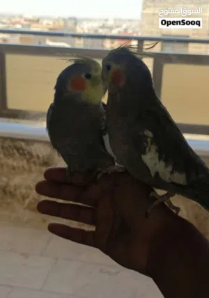 جوز طائر كوكتيل