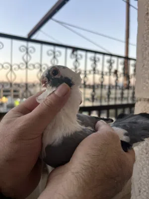 فحل اسطنبولي