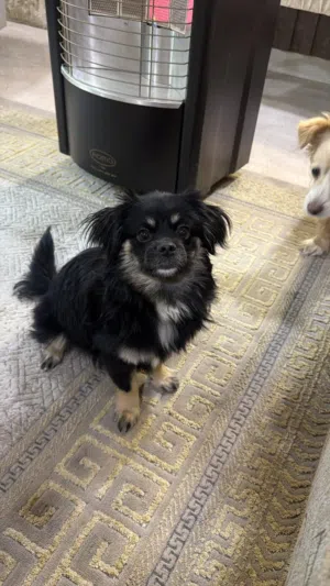 كلب فرنسي للبيع