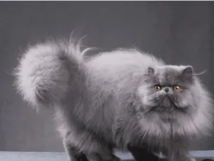 شيرازي للبيع