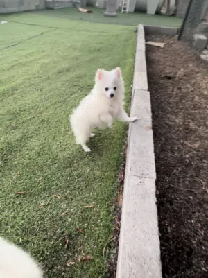 Mini pomeranian puppy for sale