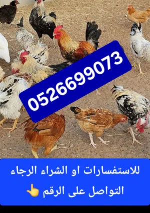 دجاج للبيع تربية مزرعه