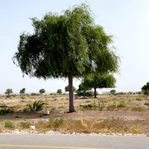 الشــــــــادي 