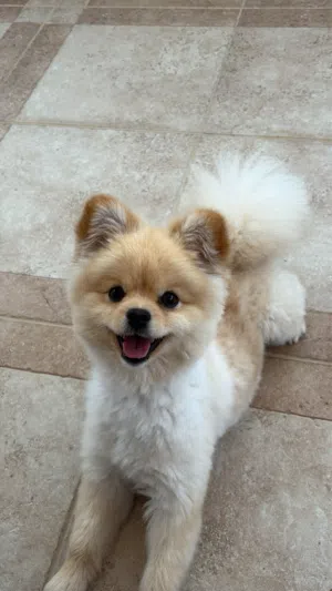 pomeranian puppy