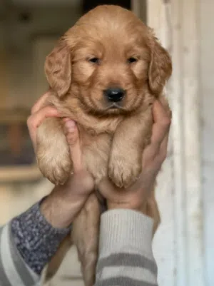 Golden retriever pure