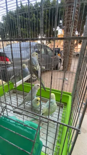 دكور فرديات عمرهم بين 5لي 7شهور فـيهم ضربة ؏ ريمبو النوع بقلينو حاجة ربـჂ̤ يبارك لي ناس لي تبي تركب