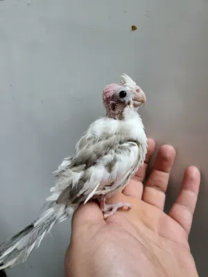 فروخ كوكتيل وايت فيس للتواصل واتس