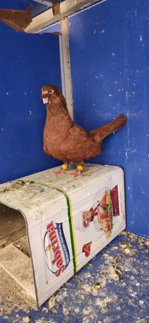متاح فحل بالصلاه عالنبي