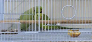 Ring neck parrots