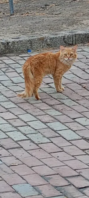 جميلة نظيفة روعه سعر 70