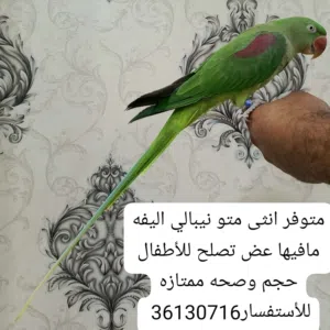 للبيع انثى متو نيبالي جاهزا للأنتاج واليفه تناديها تجيك طيران للأستفسار